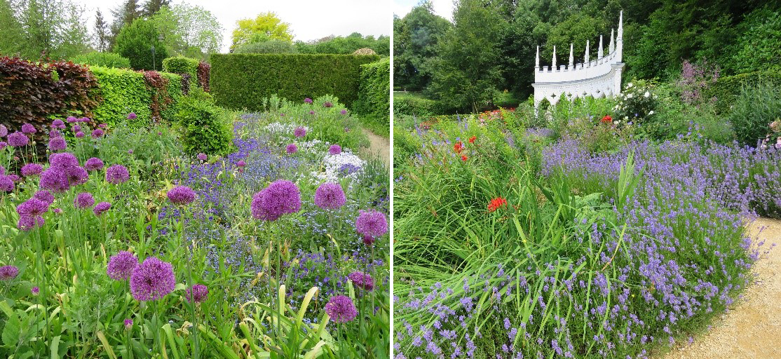 Allium and lavender